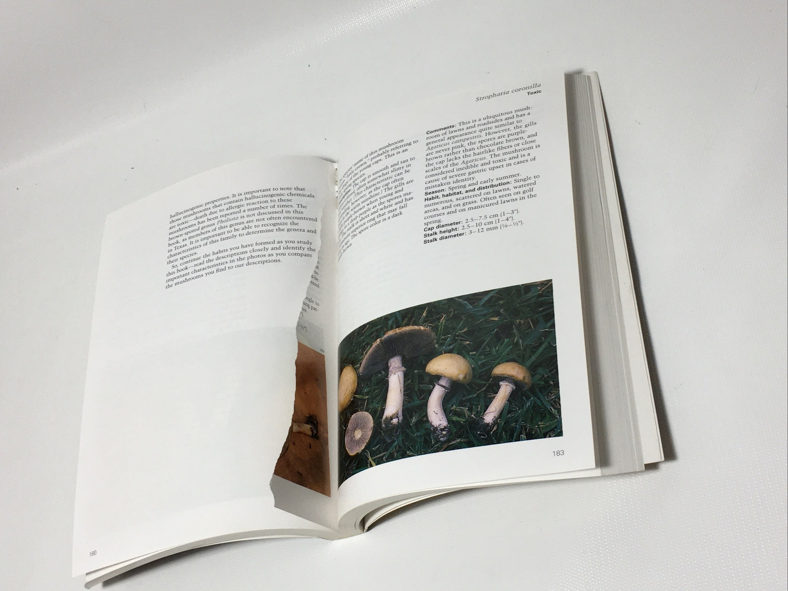 Texas Mushrooms: A Field Guide By Susan Metzler and Van Metzler 1992 First Ed PB